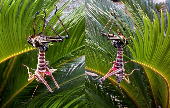 [Two photos spliced together. On the left photo the legs are to the right of the body. There are four legs which are dark brown and attached to the thin leaves of a plant. Colorful light brown and reddish-purple stripes around the body are visible as the body hangs downward from the dark legs. There is a set of visible light-colored legs near the head and antenna. On the right is the same grasshopper pulling its body from the dark remains but in this image the legs are on the left side of the body and one set of dark legs is obscurred by the leaves.]